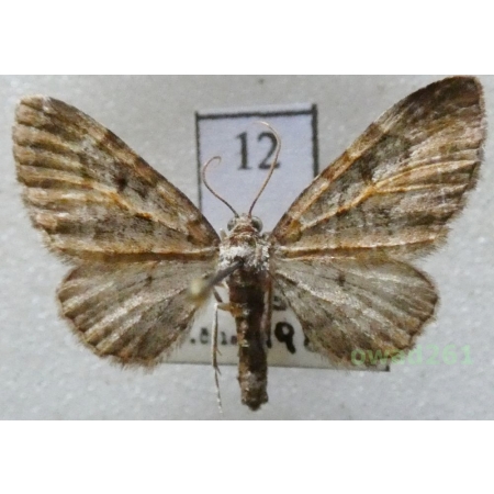 Eupithecia icterata (de Villers, 1789) Czech12